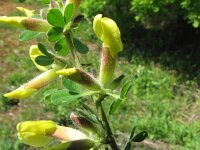 Chamaecytisus hirsutus 2, Saxifraga-Jasenka Topic