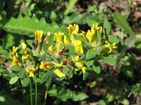 Chamaecytisus hirsutus 3, Saxifraga-Jasenka Topic