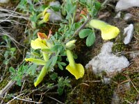 Chamaecytisus hirsutus 4, Saxifraga-Rutger Barendse