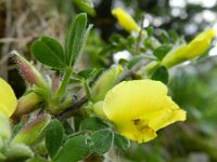 Chamaecytisus hirsutus 5, Saxifraga-Rutger Barendse