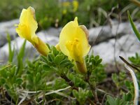 Chamaecytisus hirsutus 6, Saxifraga-Rutger Barendse