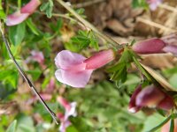 Chamaecytisus purpureus 2, Saxifraga-Rutger Barendse