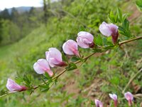 Chamaecytisus purpureus 3, Saxifraga-Rutger Barendse