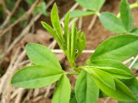 Chamaecytisus purpureus 4, Saxifraga-Rutger Barendse