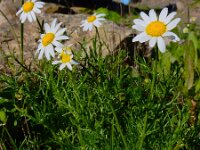 Chamaemelum fuscatum 2, Saxifraga-Ed Stikvoort