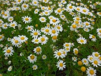 Chamaemelum fuscatum 5, Saxifraga-Ed Stikvoort