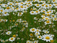 Chamaemelum fuscatum 6, Saxifraga-Ed Stikvoort