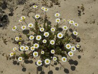 Chamaemelum mixtum 2, Saxifraga-Jan van der Straaten