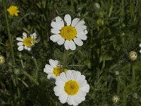 Chamaemelum mixtum 5, Saxifraga-Willem van Kruijsbergen