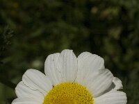 Chamaemelum mixtum 6, Saxifraga-Jan van der Straaten