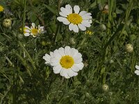 Chamaemelum mixtum 8, Saxifraga-Jan van der Straaten