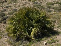 Chamaerops humilis 10, Saxifraga-Jan van der Straaten