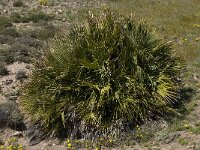 Chamaerops humilis 11, Saxifraga-Willem van Kruijsbergen