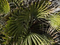 Chamaerops humilis 13, Saxifraga-Willem van Kruijsbergen
