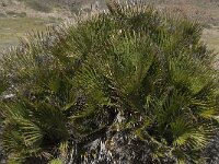 Chamaerops humilis 15, Saxifraga-Willem van Kruijsbergen