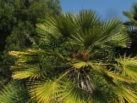 Chamaerops humilis 19, Saxifraga-Rutger Barendse