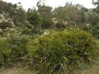 Chamaerops humilis 21, Saxifraga-Willem van Kruijsbergen