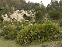 Chamaerops humilis 22, Saxifraga-Willem van Kruijsbergen
