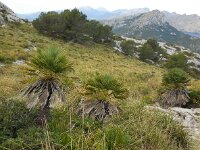 Chamaerops humilis 24, Saxifraga-Ed Stikvoort