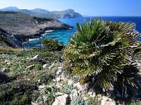 Chamaerops humilis 25, Saxifraga-Ed Stikvoort