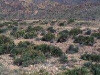 Chamaerops humilis 4, Saxifraga-Jan van der Straaten