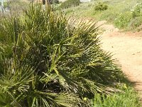 Chamaerops humilis 5, Saxifraga-Jan van der Straaten