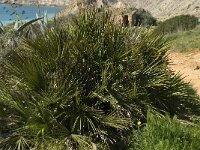 Chamaerops humilis 6, Saxifraga-Willem van Kruijsbergen