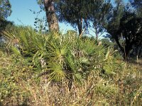 Chamaerops humilis 7, Saxifraga-Rob Felix