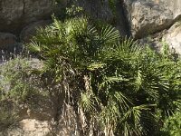 Chamaerops humilis 8, Saxifraga-Jan van der Straaten