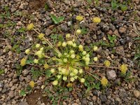 Chamaesciadium acaule 5, Saxifraga-Ed Stikvoort