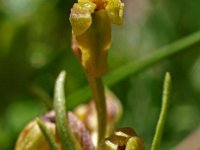 Chamorchis alpina 1, Saxifraga-Hans Dekker