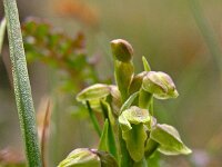 Chamorchis alpina 3, Saxifraga-Hans Dekker