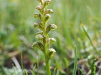 Chamorchis alpina 4, Saxifraga-Hans Dekker