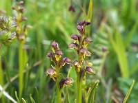 Chamorchis alpina 6, Saxifraga-Hans Dekker