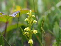 Chamorchis alpina 8, Saxifraga-Hans Dekker