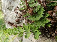 Cheilanthes pulchella 2, Saxifraga-Rutger Barendse