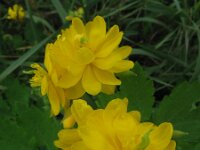 Chelidonium majus 11, Stinkende gouwe, Saxifraga-Rutger Barendse