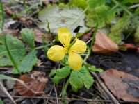 Chelidonium majus 13, Stinkende gouwe, Saxifraga-Rutger Barendse