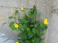 Chelidonium majus 14, Stinkende gouwe, Saxifraga-Rutger Barendse