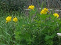 Chelidonium majus 15, Stinkende gouwe, Saxifraga-Rutger Barendse