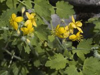 Chelidonium majus 2, Stinkende gouwe, Saxifraga-Jan van der Straaten
