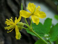 Chelidonium majus 23, Stinkende gouwe, Saxifraga-Ed Stikvoort