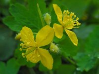 Chelidonium majus 24, Stinkende gouwe, Saxifraga-Ed Stikvoort