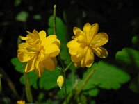 Chelidonium majus 25, Stinkende gouwe, Saxifraga-Ed Stikvoort