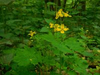 Chelidonium majus 26, Stinkende gouwe, Saxifraga-Ed Stikvoort