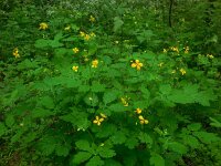 Chelidonium majus 27, Stinkende gouwe, Saxifraga-Ed Stikvoort