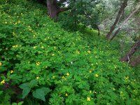 Chelidonium majus 28, Stinkende gouwe, Saxifraga-Ed Stikvoort