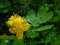 Chelidonium majus 29, Stinkende gouwe, Saxifraga-Ed Stikvoort