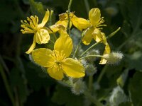 Chelidonium majus 3, Stinkende gouwe, Saxifraga-Jan van der Straaten