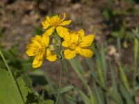 Chelidonium majus 31, Stinkende gouwe, Saxifraga-Jan van der Straaten